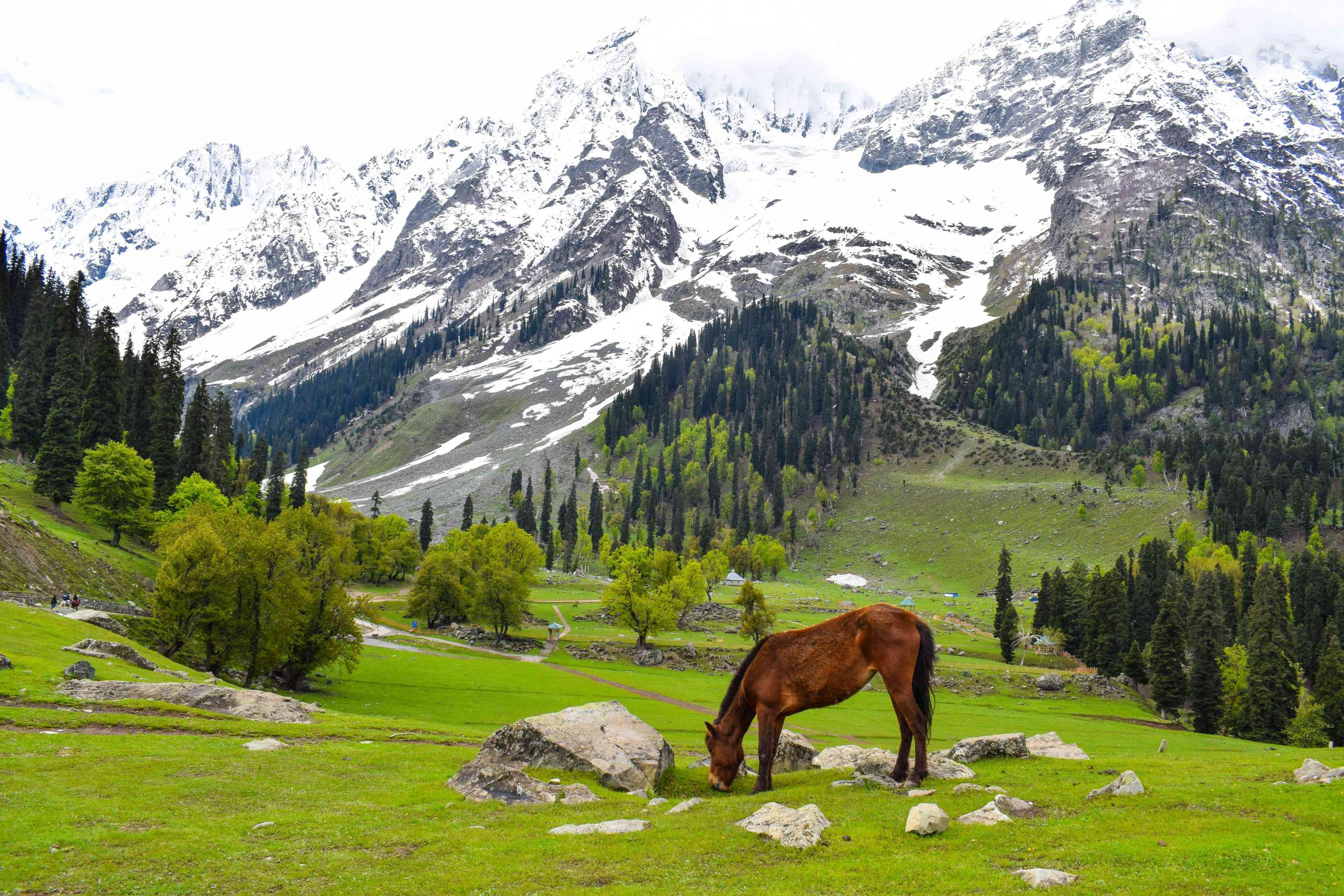 TRIP TO KASHMIR 7HEAVEN